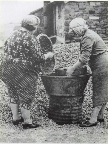 Photograph (not postcard) on the back of which is written "Penclawdd Belles sort cockle shells, c1944"