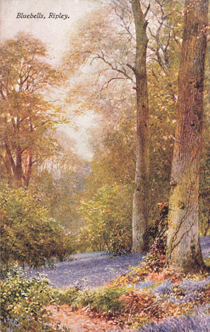 Bluebells, Ripley, old Surrey art postcard