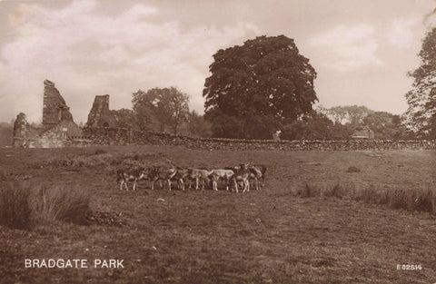 Old real photo postcard of Bradgate Park in Leicestershire