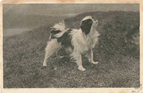 c1902 postcard titled Prize Dogs