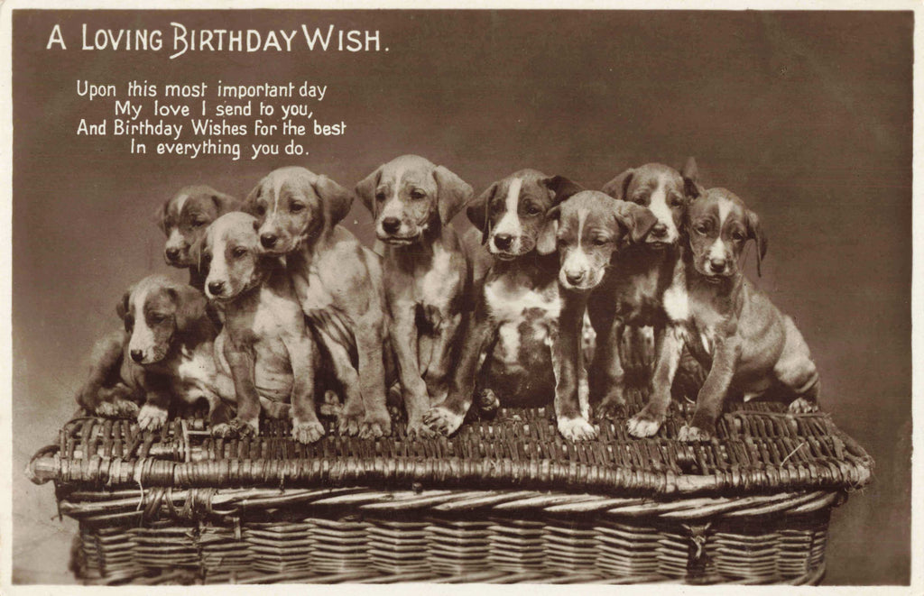 1932 real photo birthday greetings postcard, dogs