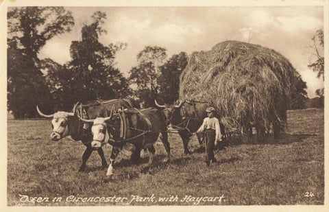 Old postcard  of Oxen, Cirencester Park