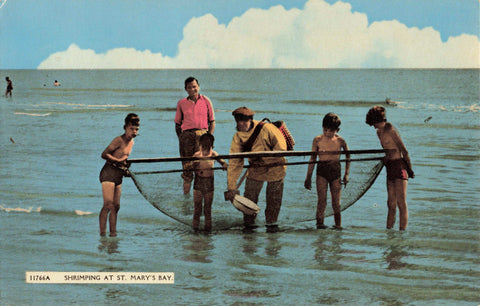 SHRIMPING AT ST MARY'S BAY - 1960s KENT POSTCARD (ref 3142/24)