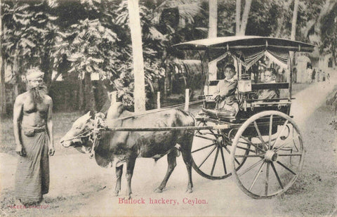 BULLOCK HACKERY, CEYLON - OLD POSTCARD