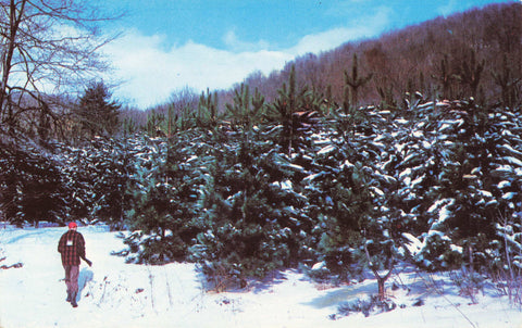 HUNTER AT PINE PLANTATION, ALLAGHENY NATIONAL FOREST, PENNSYLVANIA