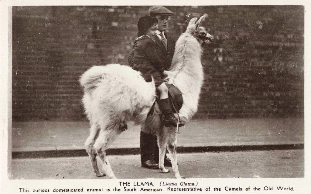 Old real photo postcard titled The Llama