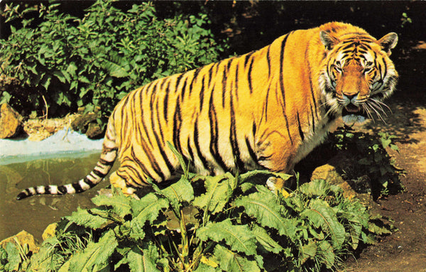 BENGAL TIGER - AT KESSINGLAND, SUFFOLK - COLOUR POSTCARD