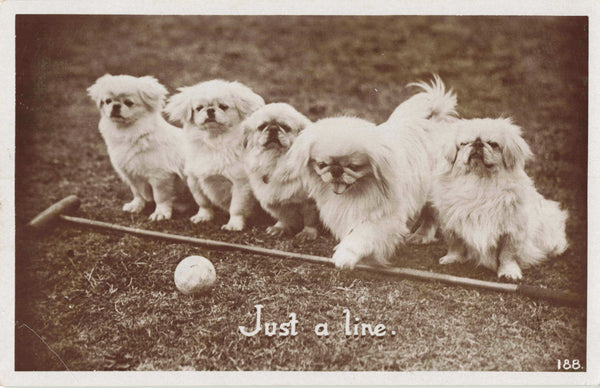Real photo postcard of dogs