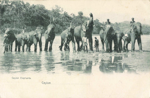 Old postcard showing elephants in Ceylon