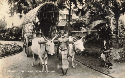 Old real photo postcard of Bullock Cart and Driver, Ceylon