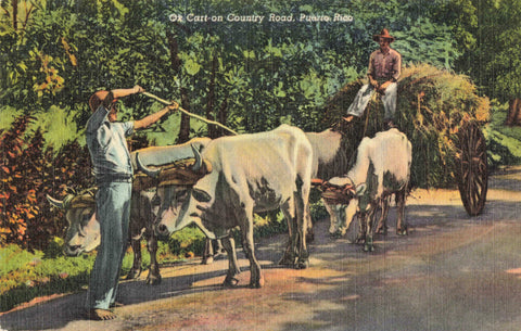 Ox Cart on Country Road, Puerto Rico, old postcard