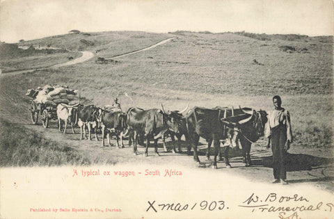 Old postcard of a Typical Ox Waggon in South Africa, 1903