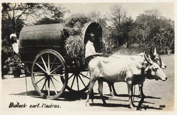Old real photo postcard of Bullock Cart in Madras, India