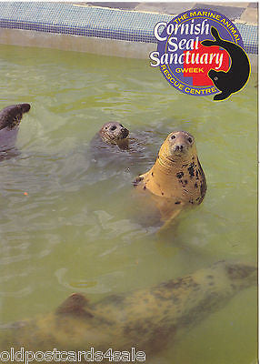 CORNISH SEAL SANCTUARY - MODERN SIZE 1990 POSTCARD (ref 7427)