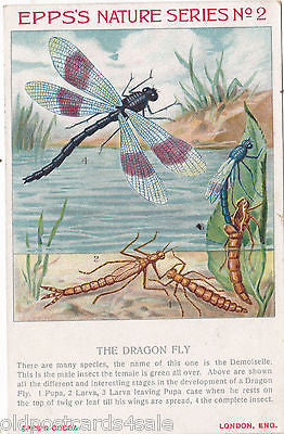 EPPS'S NATURE SERIES NO. 2 - DRAGON FLY - POSTCARD (ref 3863)