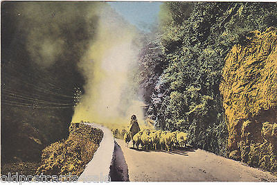 BLIDA - DANS LES GORGES DE LA CHIFFA - BERGER ARABE - ALGERIA POSTCARD (ref 4281/14)