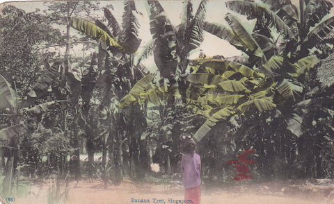 WW1 era postcard of Banana Tree, Singapore
