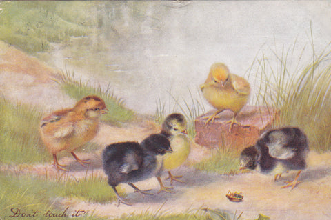 DON'T TOUCH IT! CHICKS AND BEETLE? EARLY 1900s TUCK POSTCARD
