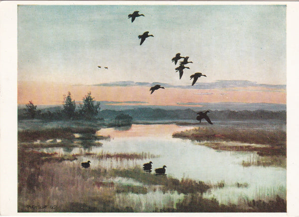 Mallards in a Quiet Marsh - birds postcard, modern size
