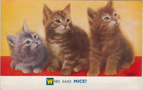 WHO SAID MICE? VINTAGE CATS POSTCARD