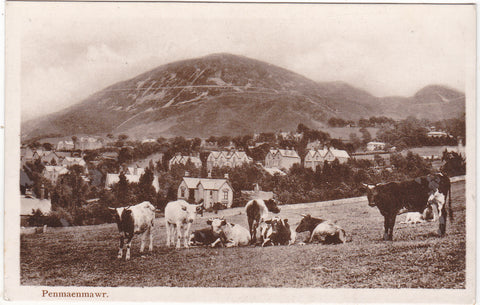 PENMAENMAWR - WITH COWS - REAL PHOTO 1922 POSTCARD (ref 1712/20/G7)