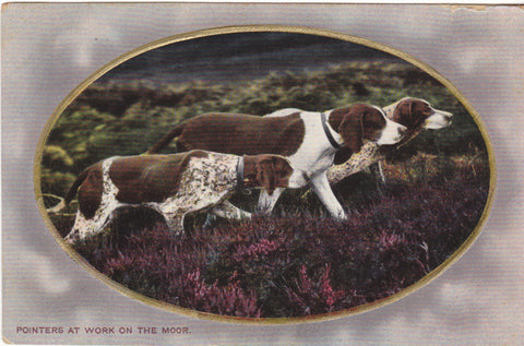 Pointers at work on the moor - dogs postcard