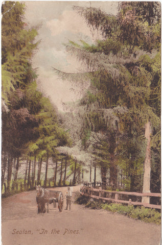 Old postcard of Seaton, Devon, entitled "In the Pines"