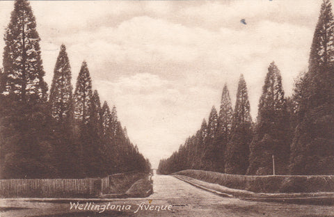 Wellingtonia Avenue Berkshire